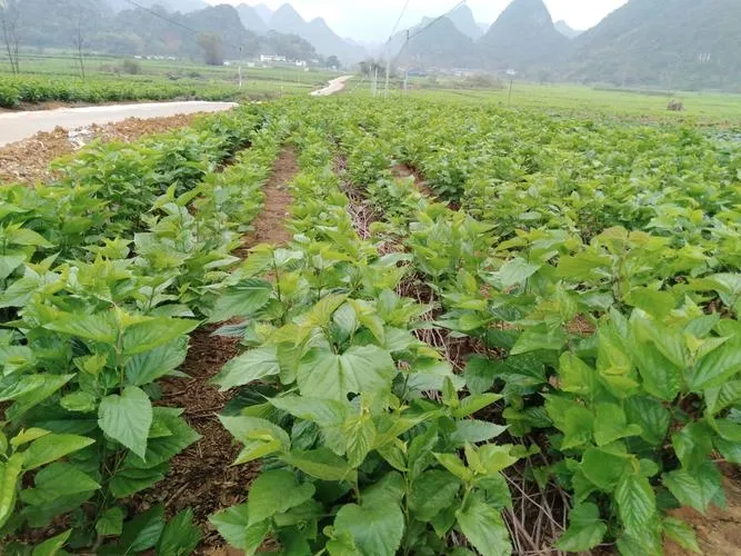 Ảnh minh họa: Dấu hiệu thiếu đạm (N) trên cây dâu