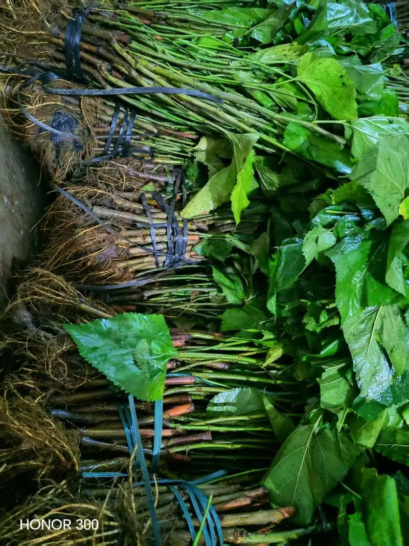 Ảnh minh họa: Hướng dẫn nhân giống cây dâu bằng giâm cành