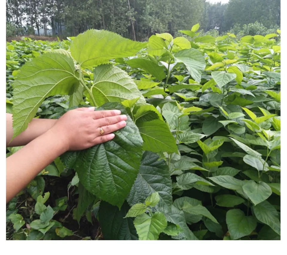 Kỹ thuật bón phân cho cây dâu