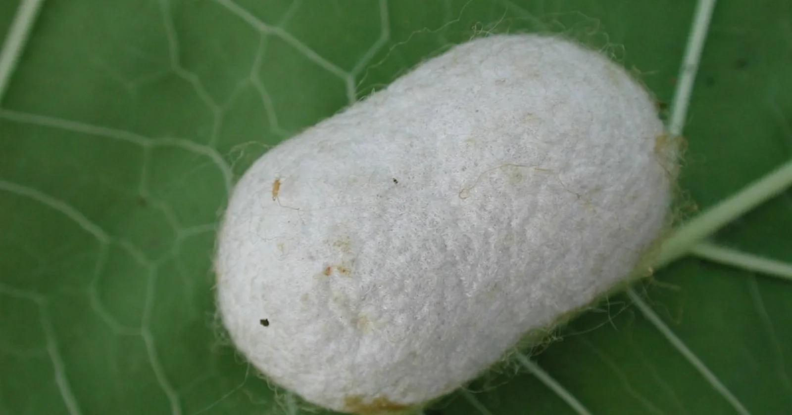 Ảnh minh họa: Tóm tắt nhanh