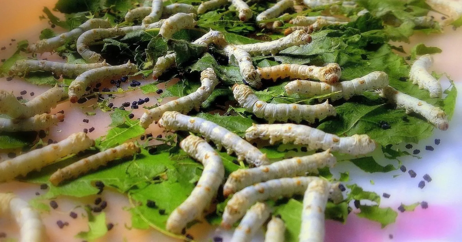 Kỹ thuật chăm sóc tằm tuổi 3