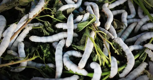 Ảnh minh họa: Dấu hiệu tằm bị thả quá dày
