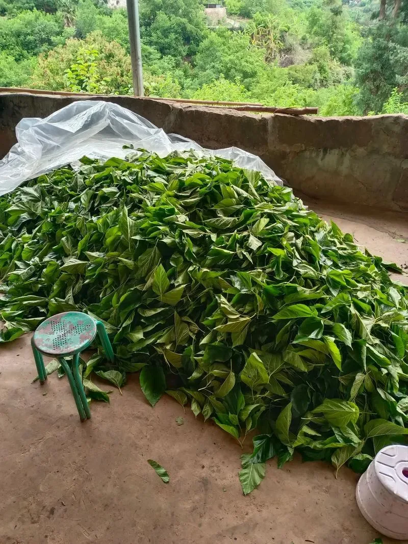 Ảnh minh họa: Chọn đúng thời điểm thu hoạch lá dâu
