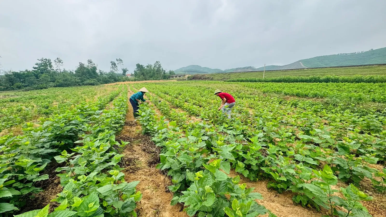 Ảnh minh họa: Thời điểm vàng để bắt đầu chăm sóc