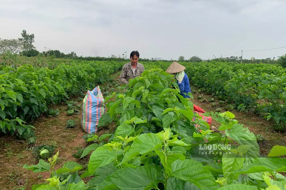 Thu hoạch và bảo quản lá dâu | Dâu Tằm Việt