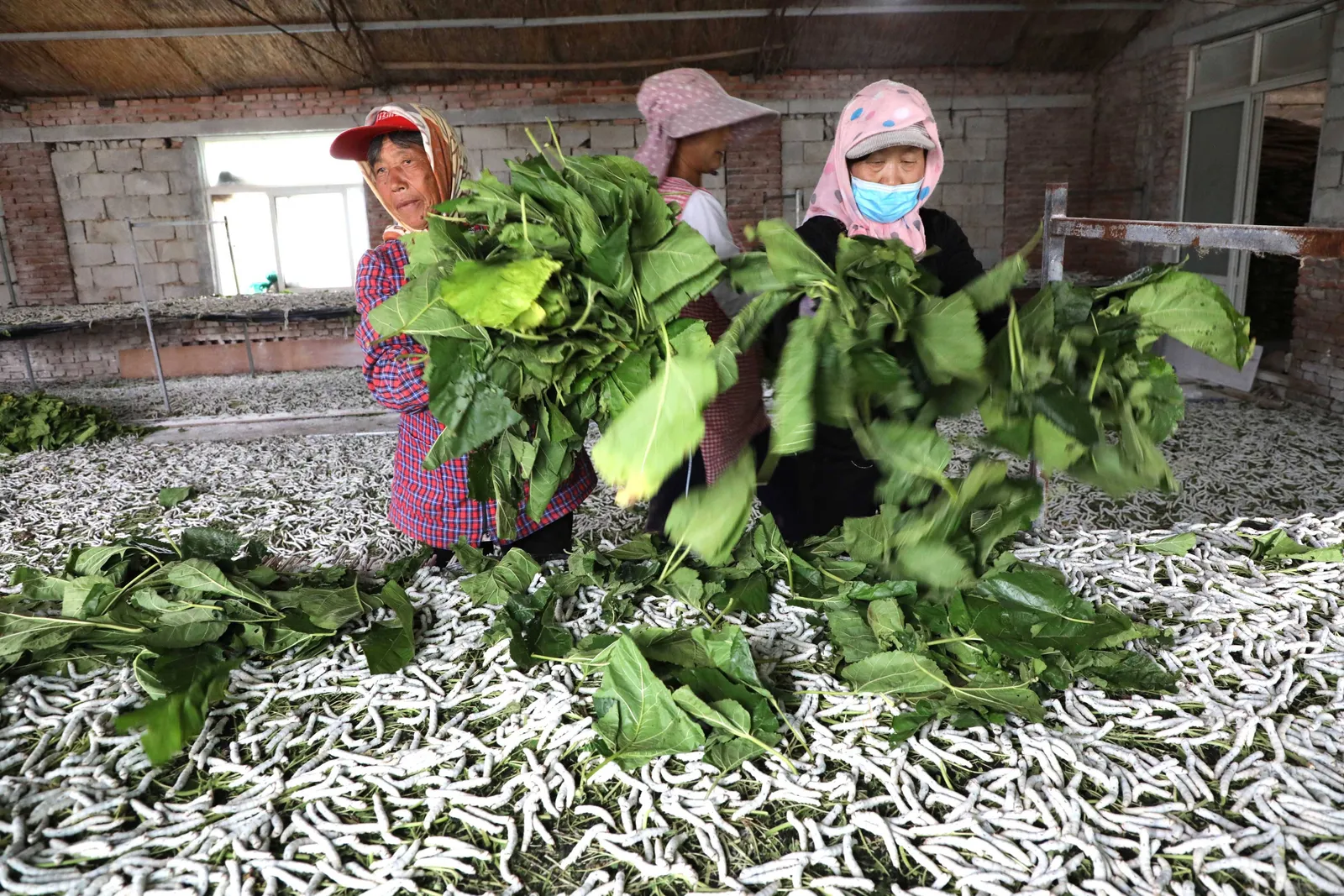 Kỹ thuật cho tằm ăn lá với lượng ăn phù hợp | Dâu Tằm Việt