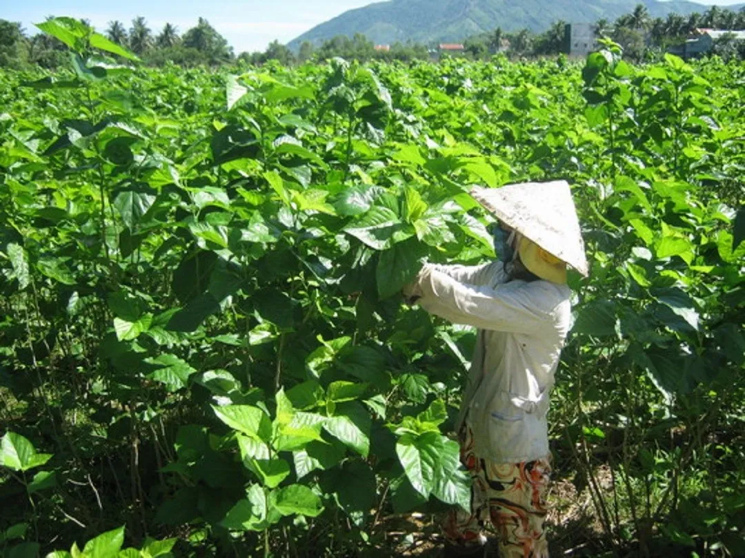 Ảnh minh họa: Tóm tắt nhanh