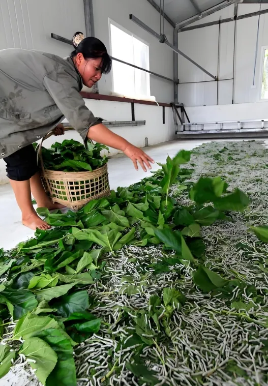 Ảnh minh họa: Các đợt nuôi tằm trong năm tham khảo