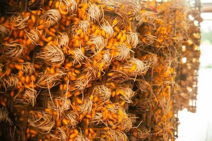 Ảnh minh họa: Nhận biết thời điểm tằm chín để lên né