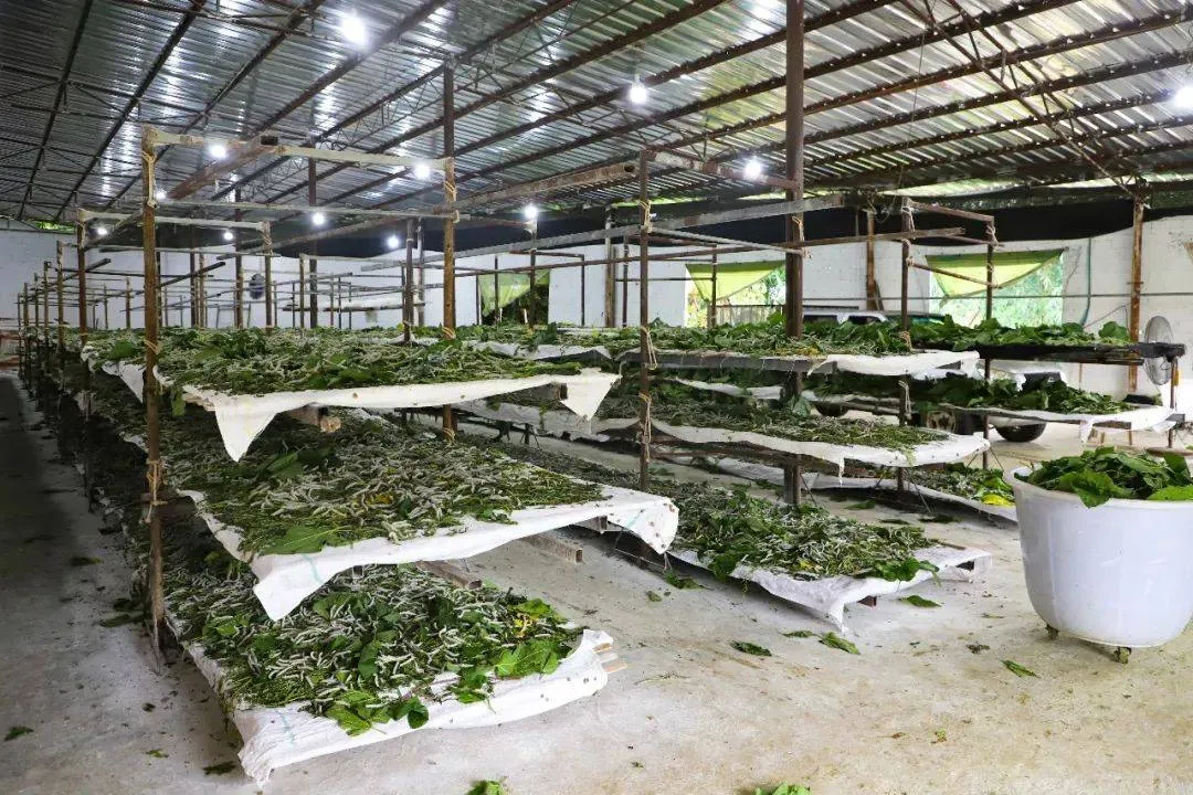 Ảnh minh họa: Các thiết bị và dụng cụ thiết yếu cho trại nuôi tằm
